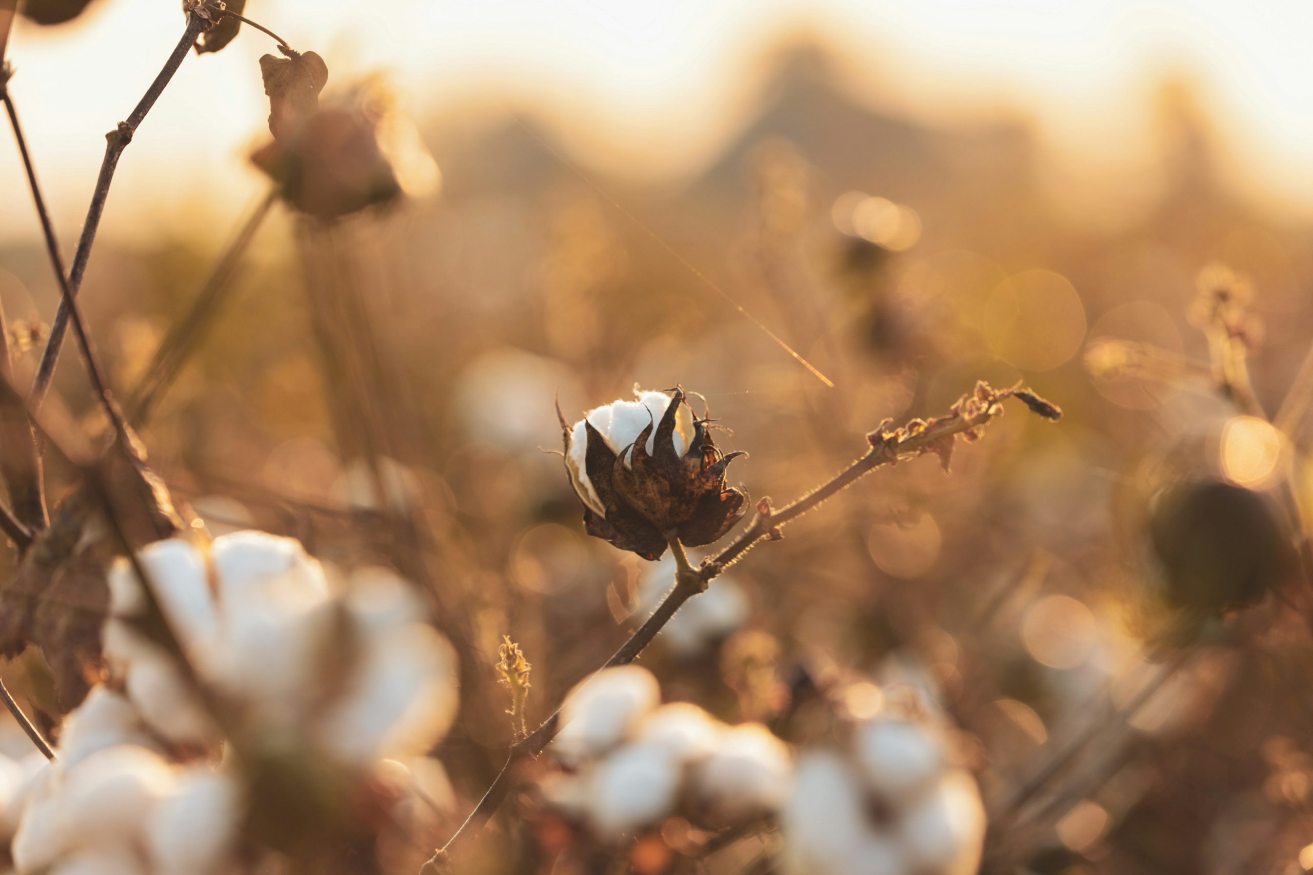 From South to South Asia: U.S. Cotton Exports Favor Savannah